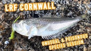 Poisonous Fish & Flatties LRF Fishing in Cornwall