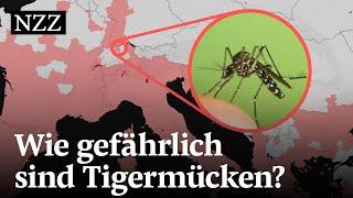 Invasive Tigermücken verbreiten sich in Europa