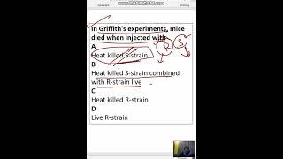 In Griffiths experiments mice died when injected with A Heat killed S-strain B Heat killed S