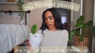 Plants Im Currently Struggling With  alocasia calathea philodendron etc. 🪴