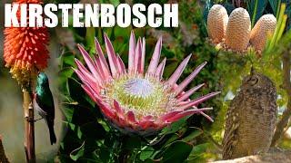 Kirstenbosch National Botanical Garden Cape Town