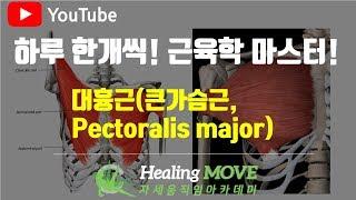 #2-13.대흉근큰가슴근pectoralis major근육학 마스터referred painMPStrigger point힐링무브healing move자세움직임