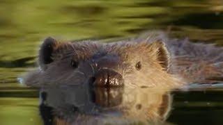 Beaver Lodge Construction Squad  Attenborough  BBC Earth