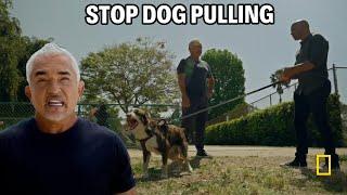 This Owner Has No Control Over His Dog  Better Human Better Dog Season 2