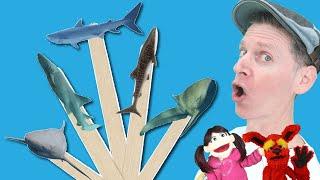 Sharks Part 2  Pop Sticks Song with Matt  Dream English Kids