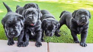 Black Lab Puppies First Adventure Outside