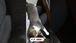 KUCING TIDUR  MANJA DI LAHUNAN