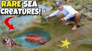 Catching EXOTIC CREATURES Out Of TIDE POOLS