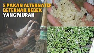 5 Pakan Alternatif Beternak Bebek Yang Murah