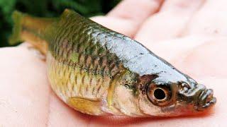 Самая опасная рыба Кубани продолжает захватывать все водоемы