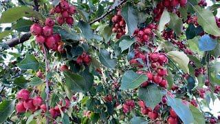 Crab Apple Jelly No Pectin Added