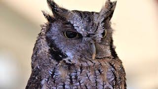 Eastern Screech Owl Sound  Owl Sound Effects  Owl Singing  Owl Calls  Owl Noises  No Music