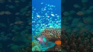 Calm Relaxing & Meditation Ambient  Under The Sea