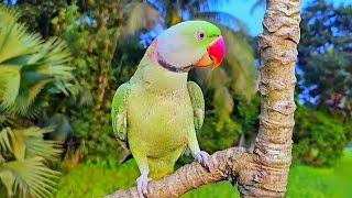 Alexandrine Parrot Natural Sounds  Voices