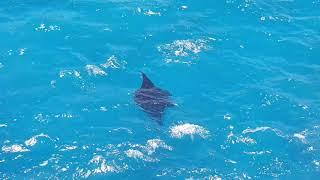 UNBELIEVABLE Gigantic Manta Ray Spotted at Broken Beach Nusa Penida Indonesia