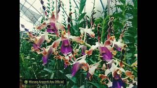 Berbunga lagi Dendrobium Lasianthera  anggrek satu ini memang sangat cantik bikin betah dikebun