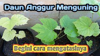 Mengatasi daun anggur menguning‼️