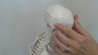 Pediatrics Palpation skull skeletal model