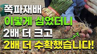 쪽파수확 이렇게 심었더니 2배 더 크고 굵은 쪽파를 수확했습니다 초보자도 누구나 쉽게 쪽파농사