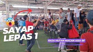 Sayap Lepas 1‼️ Raja Hutan Macan Asia Terkam 2 Tropi Kopdar SMM 