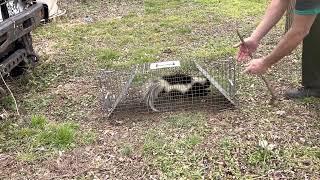 How to remove a skunk from a live trap without getting sprayed