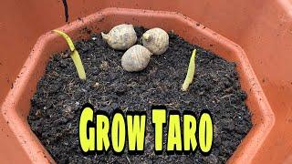 How to grow tarokaloArbiMukiKochu