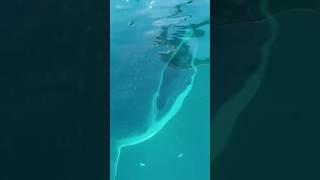 Aku Nyaris Di Makan Oleh Hiu Paus  Hiu Tutul Rhincodon typus - Whale Shark Kaimana Papua Barat