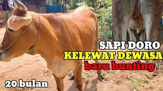 Cara jitu terakhir cek ciri ciri sapi doro bunting 3-4 bulan#