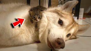 Rescued orphaned kittens think that the husky dog is their mom. A touching video