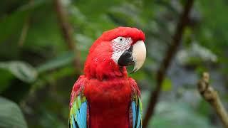 10 hours of tropical birds sounds - A beautiful parrot - Exotic birds songs for relax