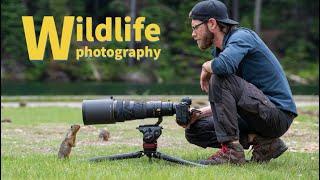 WILDLIFE PHOTOGRAPHY of SMALL ANIMALS - SHARP PRO IMAGES using the Nikon Z9