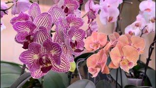 Новые Орхидеи из обзора Удержаться не смогла