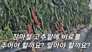 장마철 고추밭 관리 #3 장마철 고추밭에 비료를 줘야 할까요? 말아야 할까요?