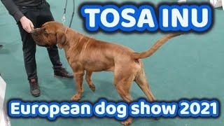 Tosa Inu European dog show 2021  2nd day  Budapest Hungary