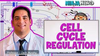 Cell Biology  Cell Cycle Regulation