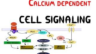 Calcium dependent Cell signaling pathway