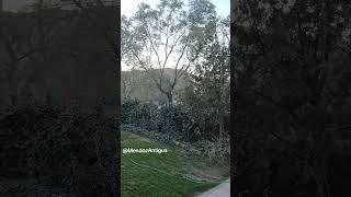 Sonidos de la Naturaleza. VIENTO ZONDA. Mendoza