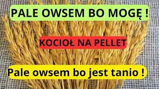 Owies w piecu na pellet -  pale owsem bo jest tanio.