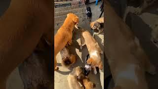 A group of dogs tried to make friends with a pig but were rejected by the pig