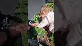 1 year old picks her own strawberry 