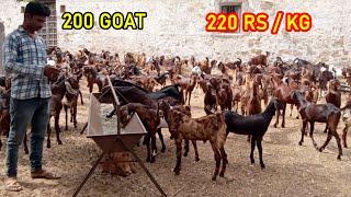 #sastibakri #jpgoatfarm । 220 रुपये में सस्ती बकरेबकरी उपलब्‍ध । 200 Male and female goat available