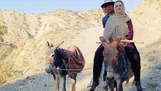 The story of taming the new donkey by husband and wife step by step 