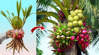 New Technique How to Growing Coconut Tree from Dragon fruit 100% success