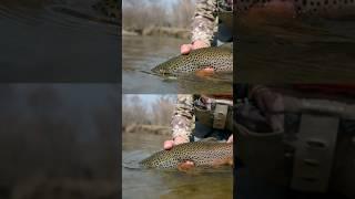 @tacticalflyfisher3817 get’s it done with a small perdigon and lands this gorgeous brown trout