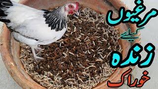 How to raise insects at home  Live food for chicks  Free chicken feed ideas  maggots for chicken