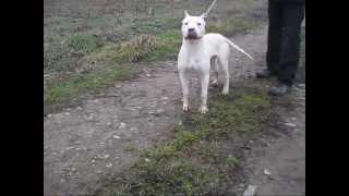 Pepe - Dogo Argentino Idiot