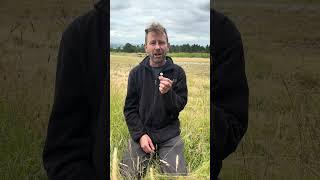 Edible flowers red clover  www.wildfooduk.com #foraging #forager #wildedibles #gardening