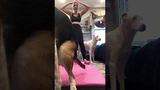 Dog Poops on Yoga Mat During Work Out  ViralHog