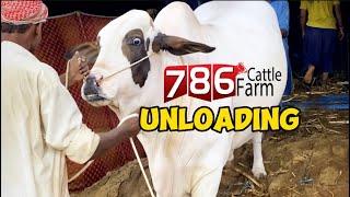 786 Cattle Farm Heavy Unloading In Northern Bypass Maweshi Mandi 2023