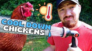 How to keep CHICKENS COOL during the HOT SUMMER weather